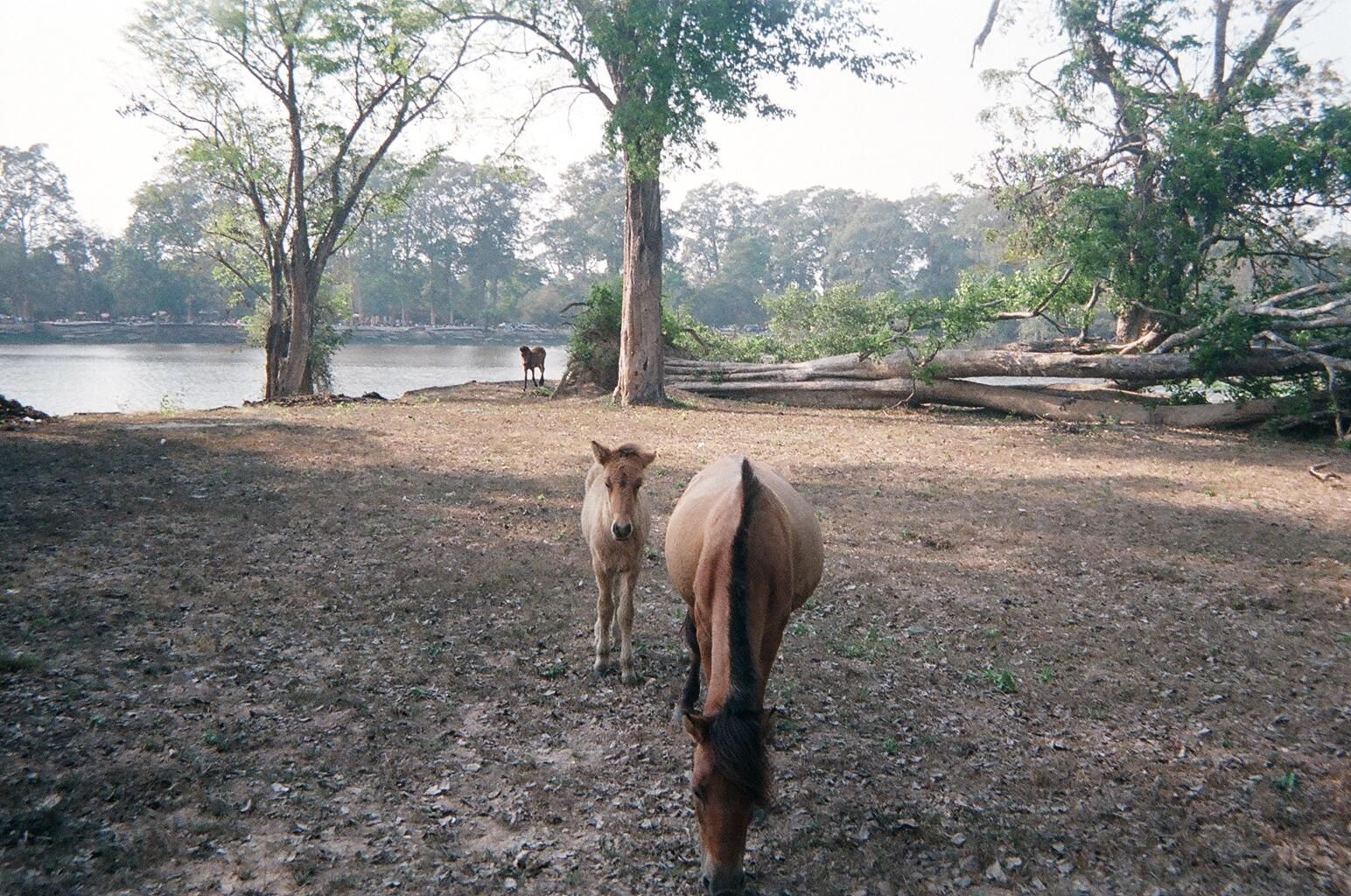Two more new friends at Angkor.jpg